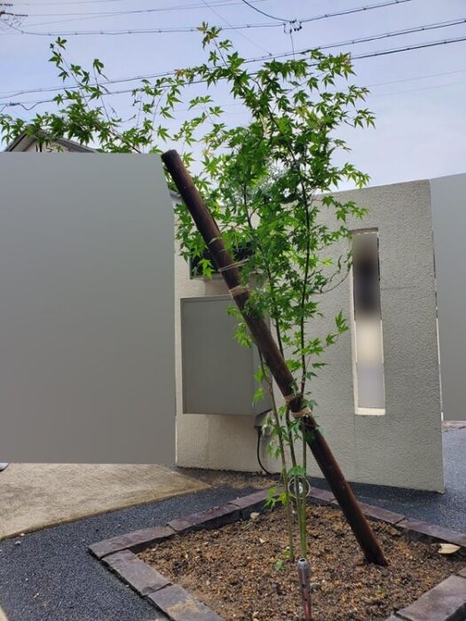 玄関アプローチに植えたシンボルツリーのイロハモミジ