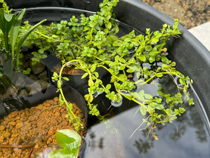 ビオトープに入れた水草「グリーンロタラ」